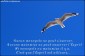 bird-wing-sky-seabird-gull-beak-1169934-pxhere.com (1)